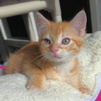Sisqo -  Domestic Short Hair Cat for Adoption in Michigan City, Indiana - Sisqo | PetCurious
