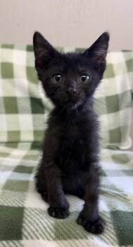 Digits -  Domestic Short Hair Cat for Adoption in Grove, Oklahoma - Digits | PetCurious