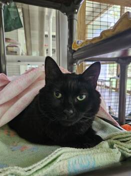 Dolly -  Domestic Short Hair Cat for Adoption in Westbrook, Connecticut - Dolly | PetCurious