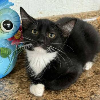 Rescue Domestic Short Hair Cats for Adoption in Hamilton, Georgia - Ham | PetCurious