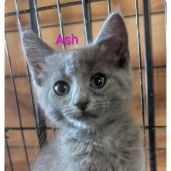 Ash -  Domestic Short Hair Cat for Adoption in Carmel, Indiana - Ash | PetCurious