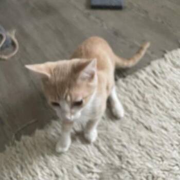 Persimmon -  Domestic Short Hair Cat for Adoption in Tampa, Florida - Persimmon | PetCurious