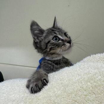 Safari -  Domestic Short Hair Cat for Adoption in Richmond, Virginia - Safari | PetCurious