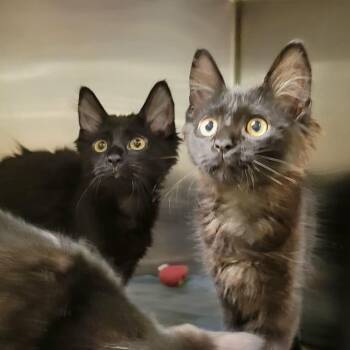 Jonathan -  Domestic Long Hair Cat for Adoption in Columbia, Missouri - Jonathan | PetCurious