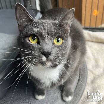 Rescue Domestic Short Hair Cats for Adoption in Washington, District Of Columbia - Pasta Fettuccine | PetCurious