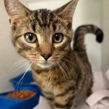 Domestic Short Hair Cats Available for Adoption in Washington, District Of Columbia - Taquito (16842) | PetCurious