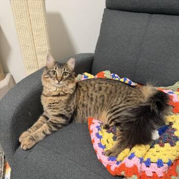 Domestic Medium Hair Cats Available for Adoption in Calverton, Maryland - Venus | PetCurious