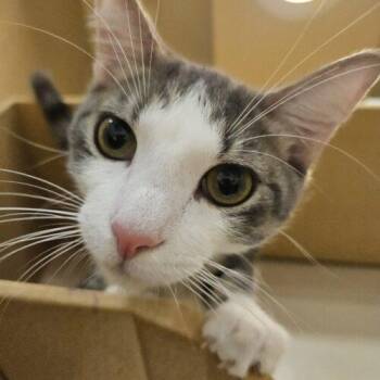 Nico -  Domestic Short Hair and Tabby Cat for Adoption in Gilbert, Arizona - Nico | PetCurious