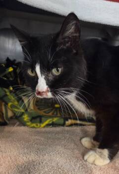 Goob -  Domestic Short Hair Cat for Adoption in Olean, New York - Goob | PetCurious