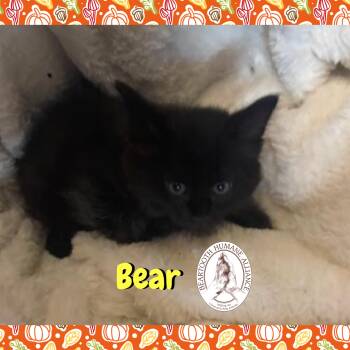 Rescue Domestic Long Hair Cats for Adoption in Red Lodge, Montana - Bear | PetCurious