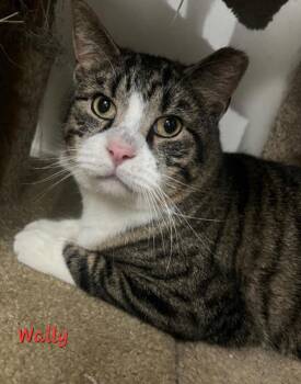 Rescue Domestic Short Hair Cats for Adoption in Aurora, Nebraska - Wally | PetCurious
