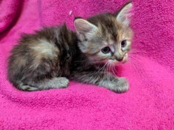Lucky Day -  Domestic Medium Hair Cat for Adoption in Liverpool, Texas - Lucky Day | PetCurious