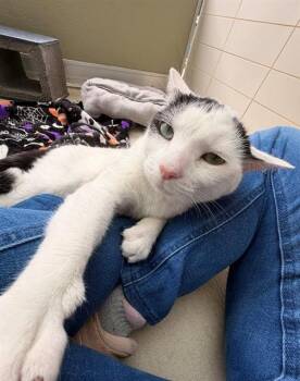 ELMER -  Domestic Short Hair Cat for Adoption in Leesburg, Virginia - ELMER | PetCurious