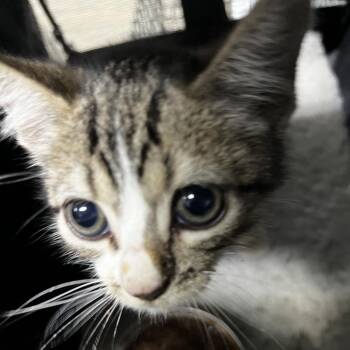 Omez @ Pet Supermarket on Bacons Bridge Rd. -  Domestic Short Hair Cat for Adoption in Summerville, South Carolina - Omez @ Pet Supermarket On Bacons Bridge Rd. | PetCurious