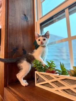 Oakley Lumberton -  Tabby and Domestic Short Hair Cat for Adoption in Friendswood, Texas - Oakley Lumberton | PetCurious