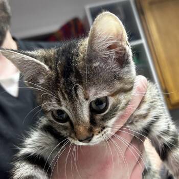 Domestic Short Hair Cats Available for Adoption in Leander, Texas - Annabelle | PetCurious
