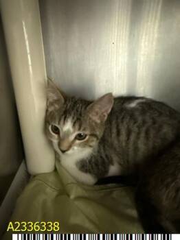VIOLET -  Domestic Short Hair Cat for Adoption in West Palm Beach, Florida - VIOLET | PetCurious