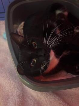 Domestic Short Hair Cats Available for Adoption - Cleo | PetCurious