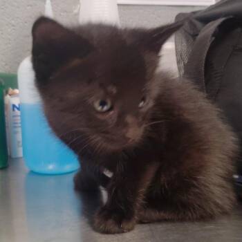 Gouda -  Domestic Short Hair Cat for Adoption in Allentown, Pennsylvania - Gouda | PetCurious