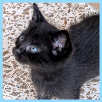 Domestic Short Hair Cats Available for Adoption in Guaynabo, Guaynabo - Bombay | PetCurious