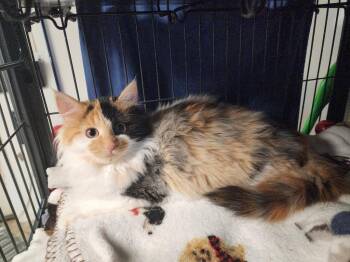 Domestic Long Hair Cats Available for Adoption - Clover | PetCurious