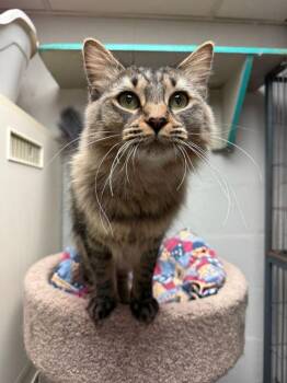 Maine Coon Cats Available for Adoption - Eloise | PetCurious