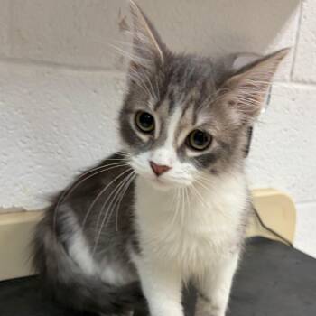 Frank -  Domestic Medium Hair Cat for Adoption in Ardmore, Oklahoma - Frank | PetCurious