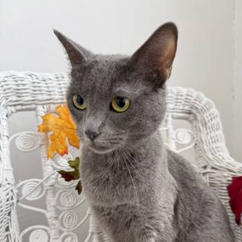 Rescue Russian Blue and Domestic Short Hair Cats for Adoption in Eaton Rapids, Michigan - Parooski Charm 55337 | PetCurious