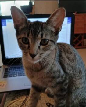 Rescue Domestic Short Hair Cats for Adoption in Gloucester, Massachusetts - Ruby - Bonded Pair With Opal | PetCurious