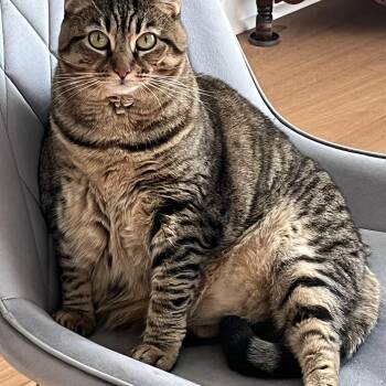 Dottie - Courtesy Post -  Domestic Short Hair Cat for Adoption in Frederick, Maryland - Dottie - Courtesy Post | PetCurious