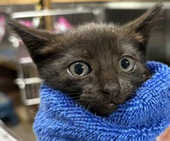 BATTY -  Domestic Short Hair Cat for Adoption in Pensacola, Florida - BATTY | PetCurious