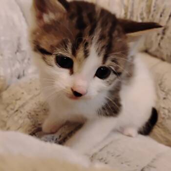 Rescue Domestic Short Hair Cats for Adoption in Crookston, Minnesota - Snowbell | PetCurious