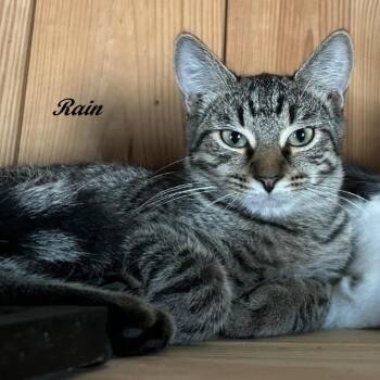 Rescue Tabby Cats for Adoption in Southern Pines, North Carolina - Rain | PetCurious