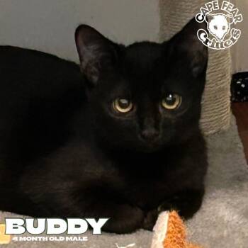Buddy -  Domestic Short Hair Cat for Adoption in Wilmington, North Carolina - Buddy | PetCurious