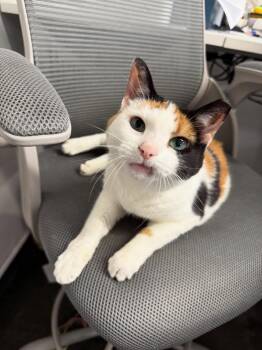 Rescue Domestic Short Hair Cats for Adoption in Levittown, Pennsylvania - Pamela | PetCurious