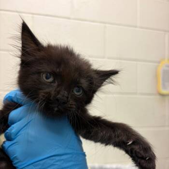 Montgomery -  Domestic Short Hair Cat for Adoption in Murray, Utah - Montgomery | PetCurious