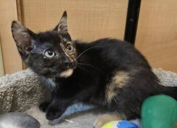 Little Kitty -  Domestic Short Hair Cat for Adoption in Rowlett, Texas - Little Kitty | PetCurious