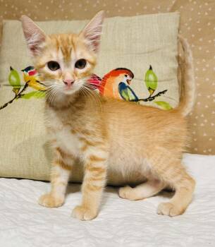 Dewey Decikitten -  Domestic Short Hair Cat for Adoption in Groveland, Massachusetts - Dewey Decikitten | PetCurious