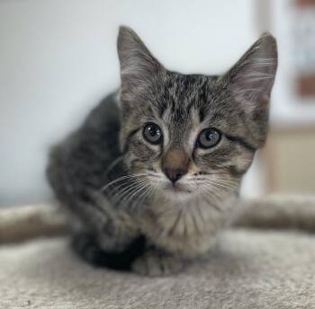 Domestic Short Hair Cats Available for Adoption in Neillsville, Wisconsin - Darla | PetCurious