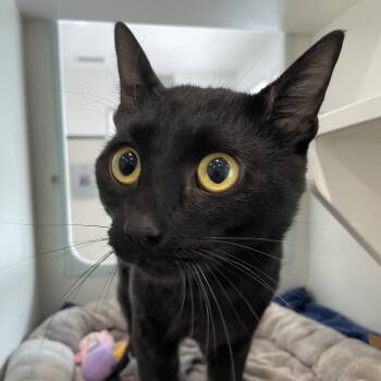 Rescue Domestic Short Hair Cats for Adoption in Oak Park, Illinois - Sir Legsalot | PetCurious
