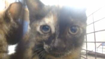 Rescue Domestic Short Hair Cats for Adoption in Doral, Florida - QUEENY | PetCurious