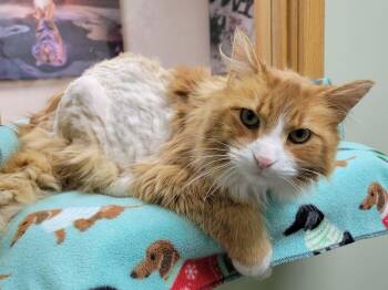 Domestic Long Hair Cats Available for Adoption - Butternut | PetCurious