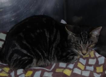 Domestic Short Hair Cats Available for Adoption - Mr Kitty | PetCurious