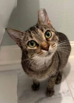 Holly -  Domestic Short Hair Cat for Adoption in Plano, Texas - Holly | PetCurious