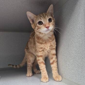 Chanice -  Domestic Short Hair Cat for Adoption in Newark, New Jersey - Chanice | PetCurious