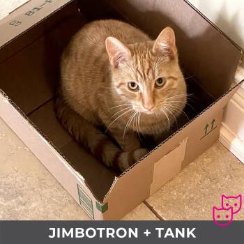 Jimbotron (bonded with Tank) -  Domestic Short Hair Cat for Adoption in Toronto, Ontario - Jimbotron (bonded With Tank) | PetCurious