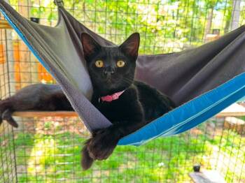 Lilo -  Domestic Short Hair Cat for Adoption in Stafford, Virginia - Lilo | PetCurious