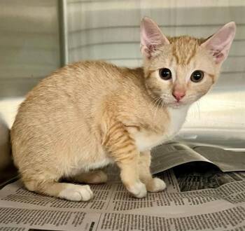 PUMPKIN -  Domestic Short Hair Cat for Adoption in Houston, Texas - PUMPKIN | PetCurious