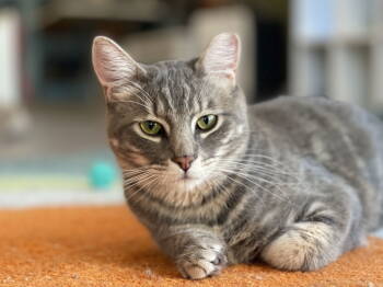Rescue Domestic Short Hair Cats for Adoption in Oakland, California - Tommy | PetCurious