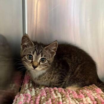 Jarrica -  Domestic Short Hair Cat for Adoption in Huntington, West Virginia - Jarrica | PetCurious